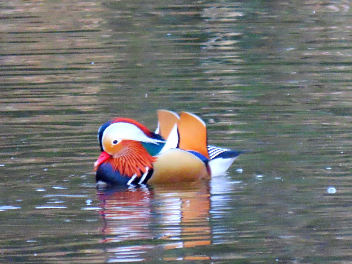 Mandarin Duck - ML647752242