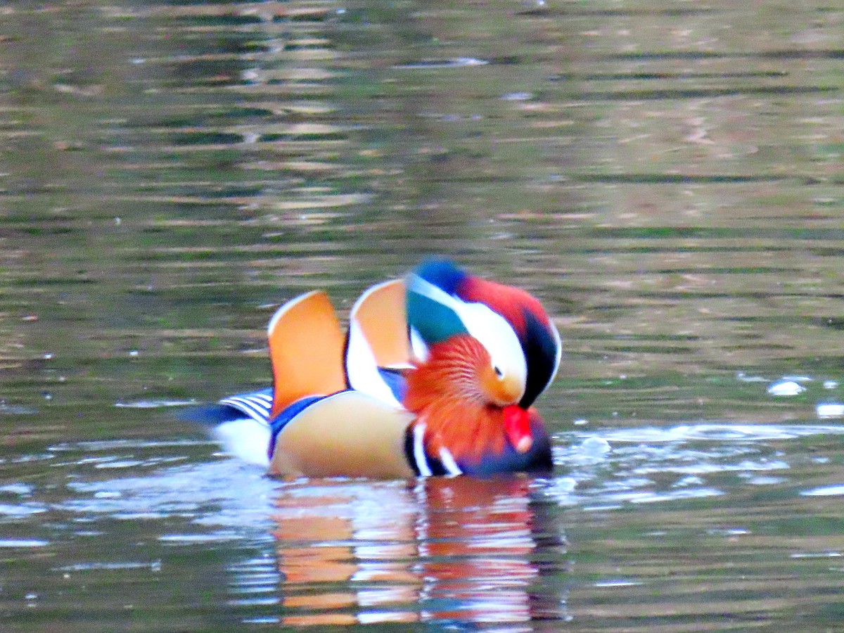 Mandarin Duck - ML647752246