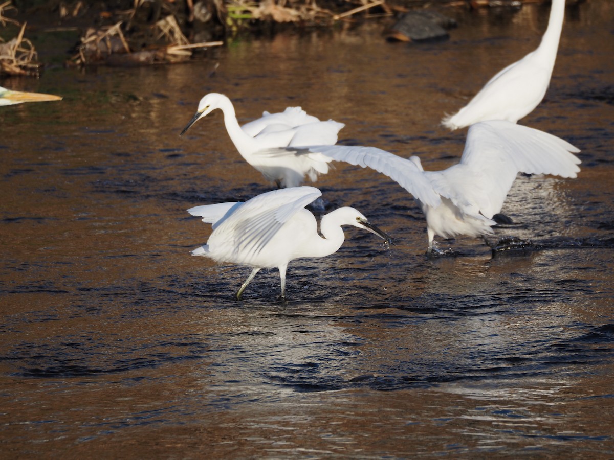 silkehegre - ML647752247