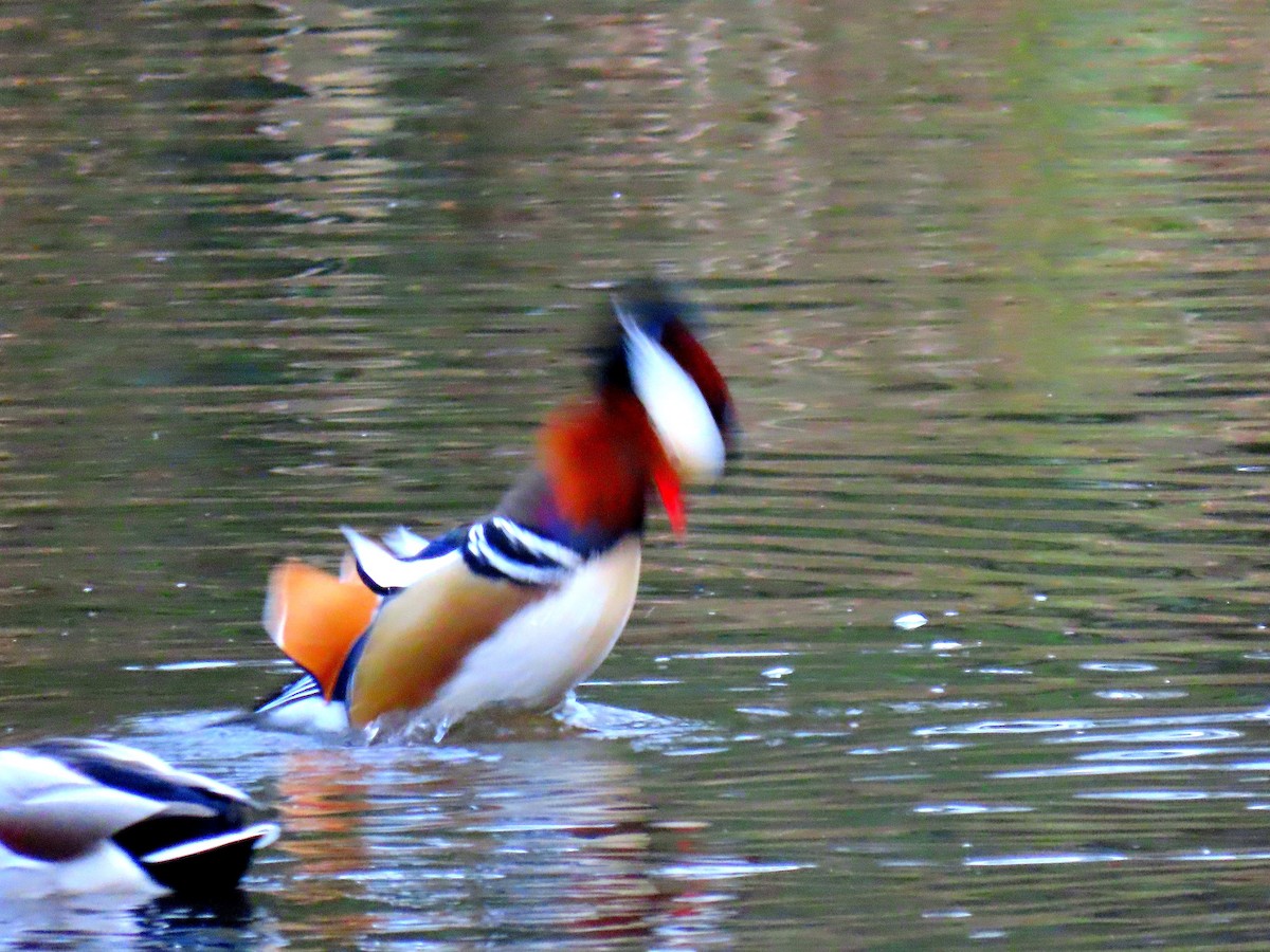 Mandarin Duck - ML647752248