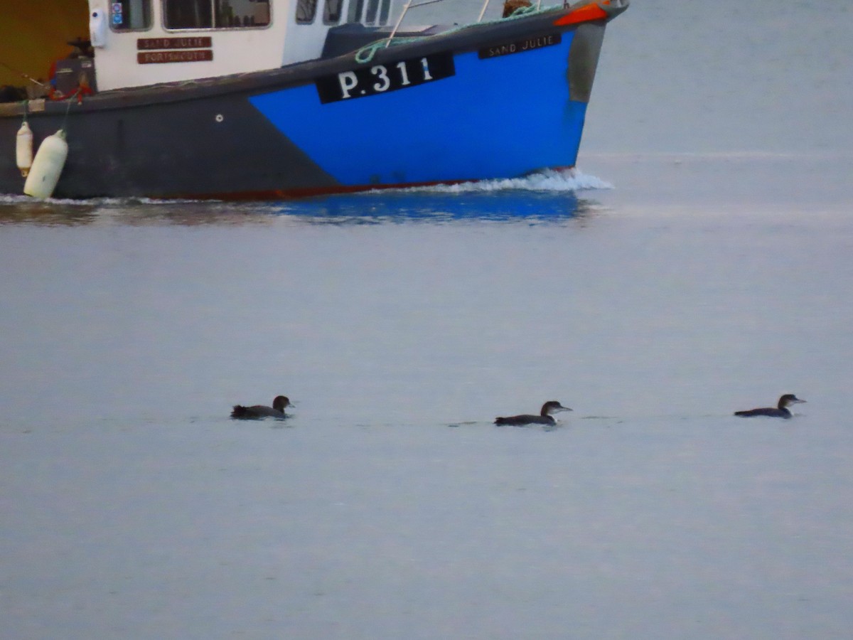 Common Loon - ML647752260