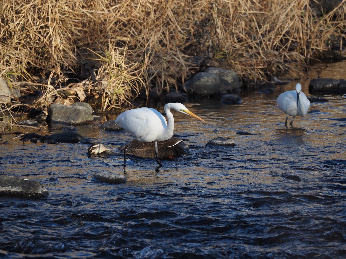 egretthegre - ML647752277