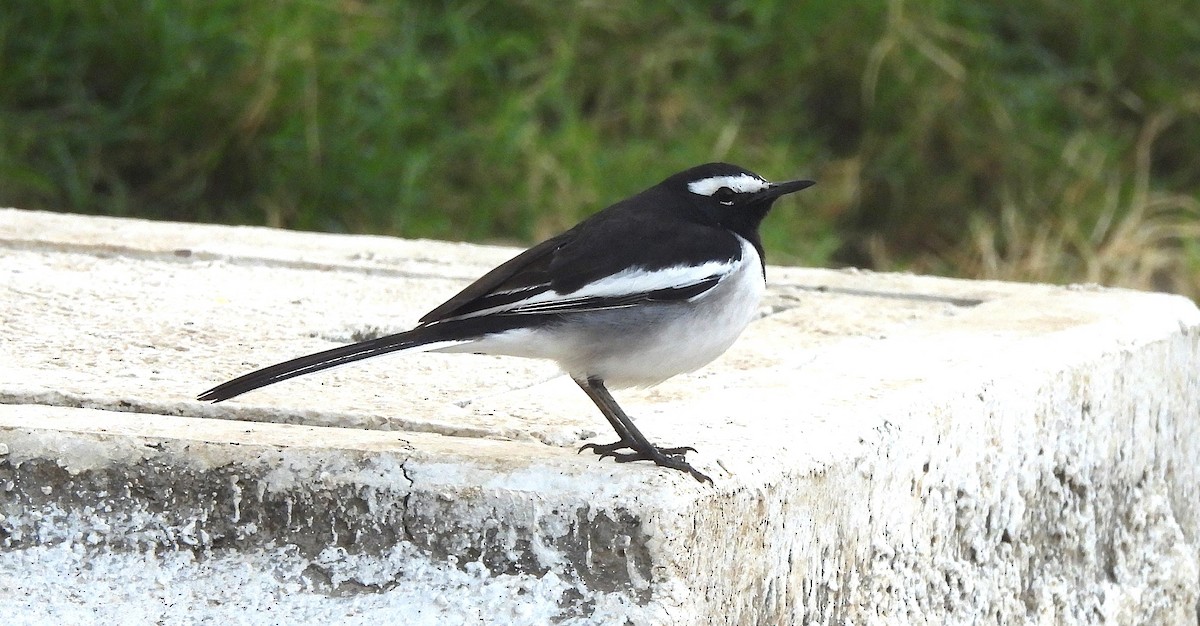 White-browed Wagtail - ML647752295