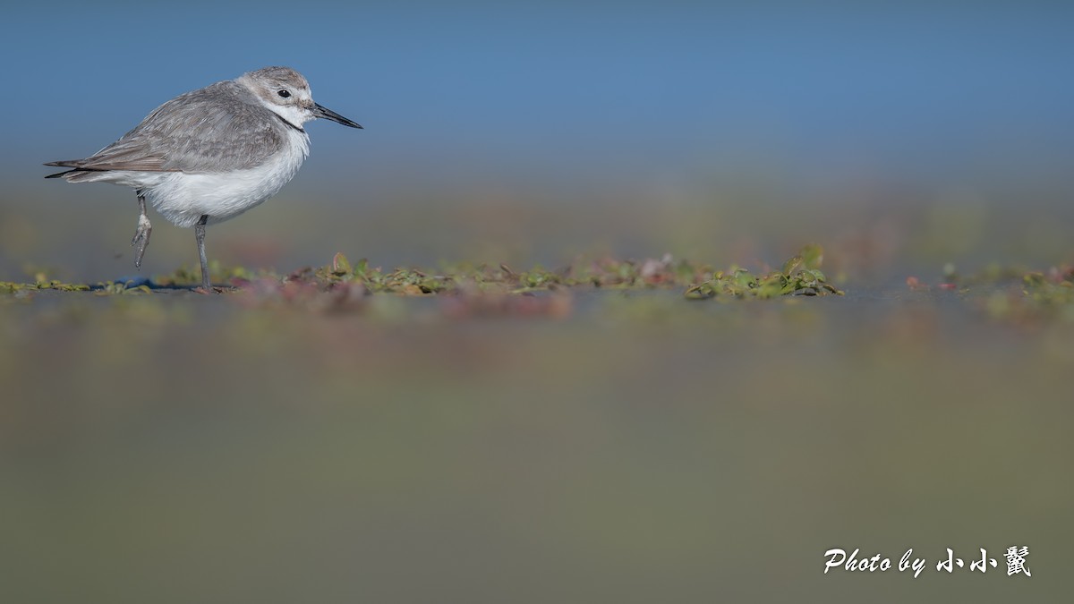 kulík křivozobý - ML647752300