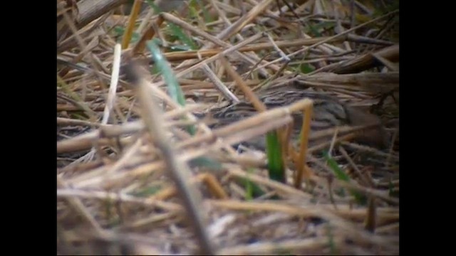 Lapland Longspur - ML647752305