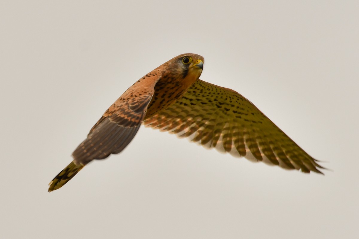 Eurasian Kestrel (Eurasian) - ML647752318