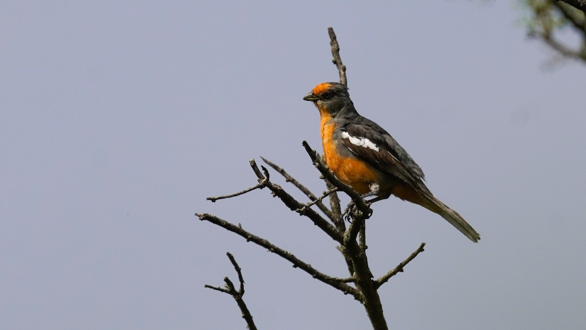 White-tipped Plantcutter - ML647752319