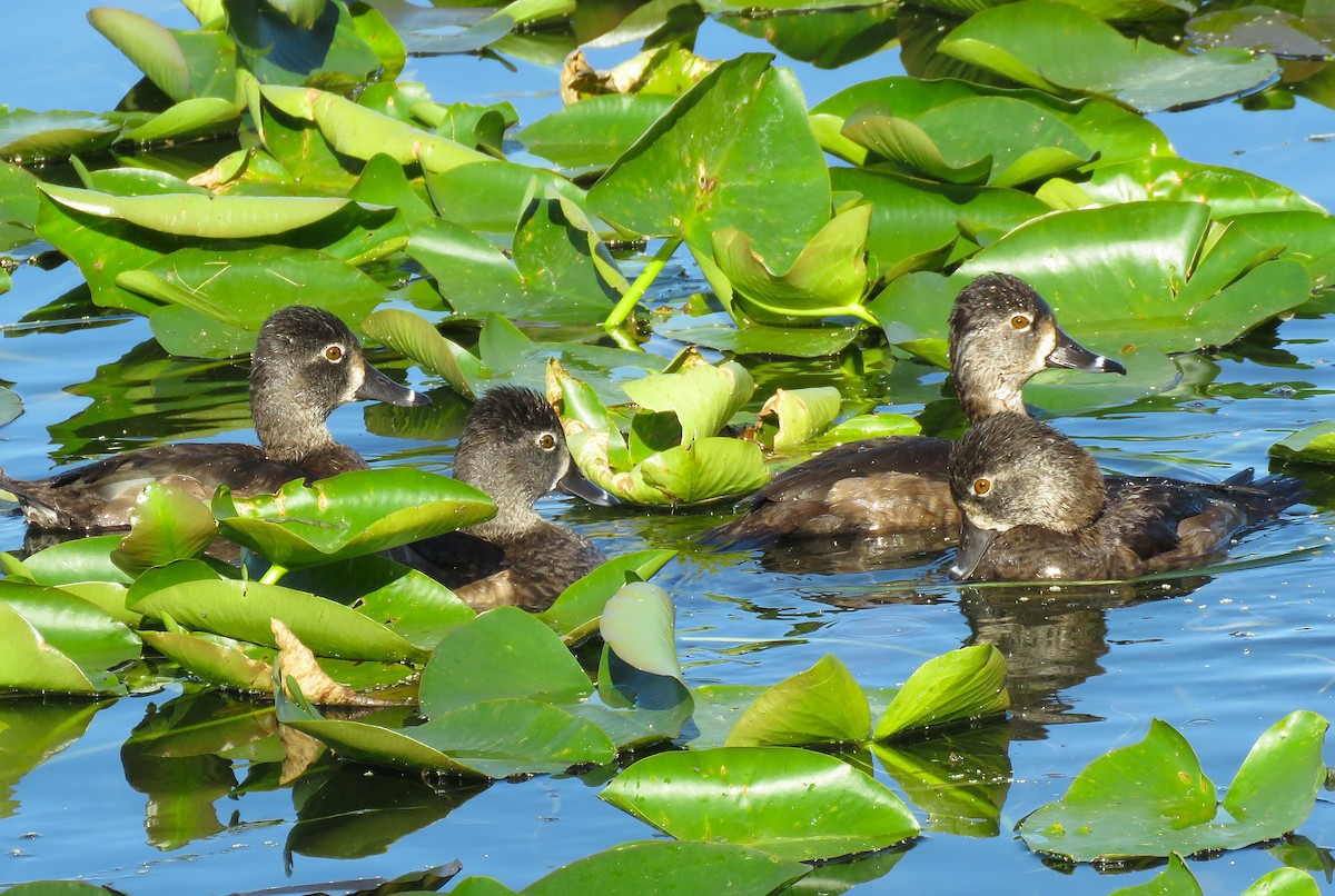 Ring-necked Duck - ML647752331