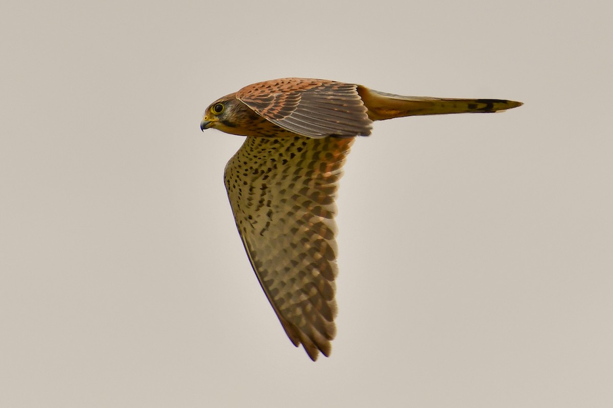 Eurasian Kestrel (Eurasian) - ML647752334