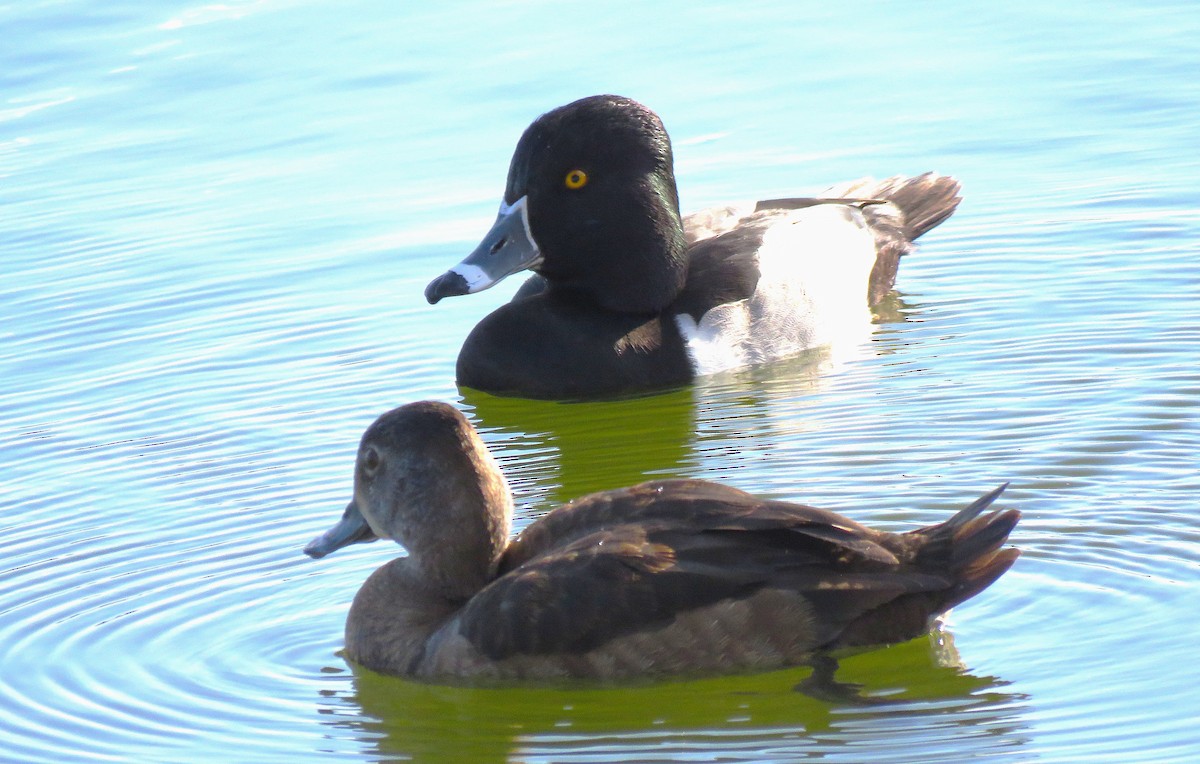 Ring-necked Duck - ML647752337