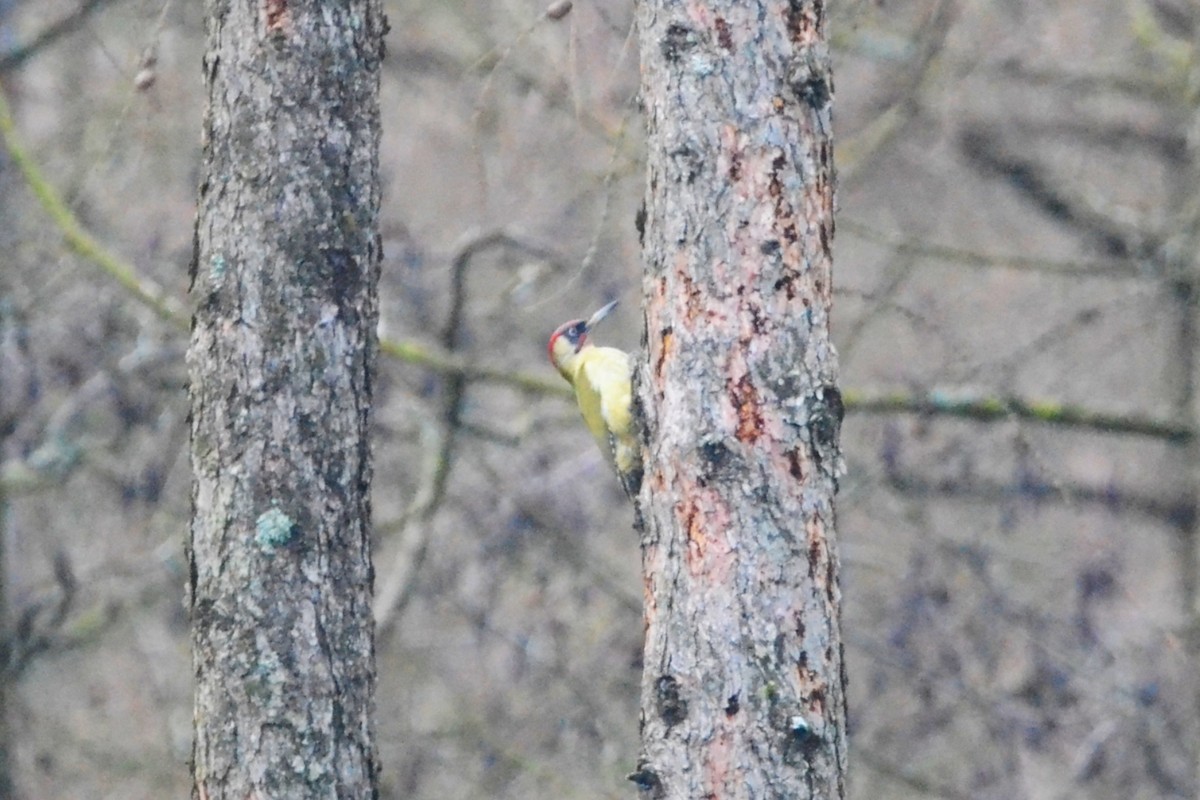 žluna zelená - ML647752338