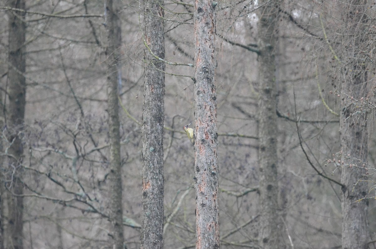 žluna zelená - ML647752339