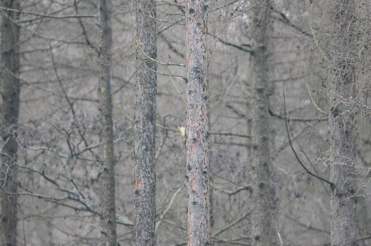 žluna zelená - ML647752341