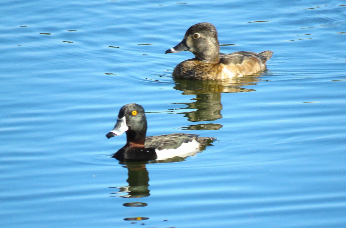 Ring-necked Duck - ML647752346