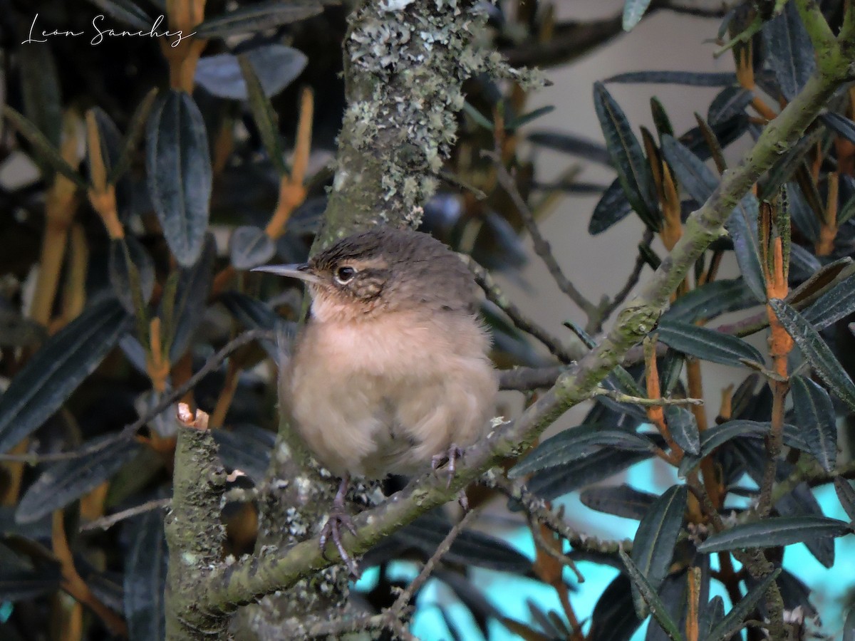 Southern House Wren - ML647752396