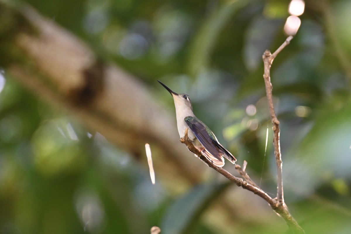 Wedge-tailed Sabrewing - ML647752398