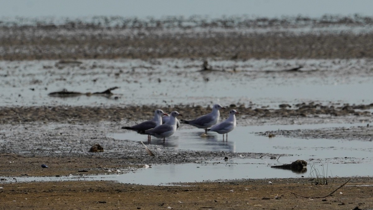 ズアオカモメ - ML647752411