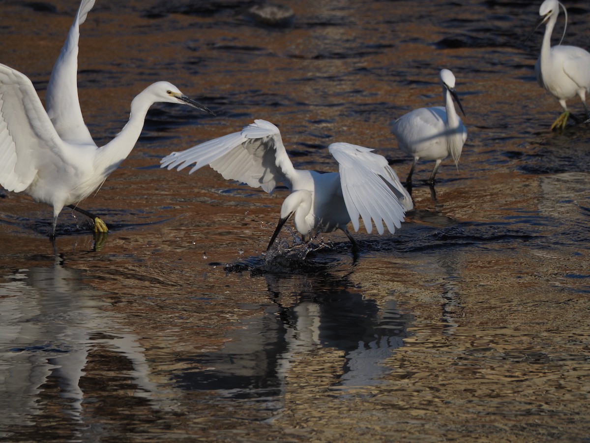 silkehegre - ML647752418