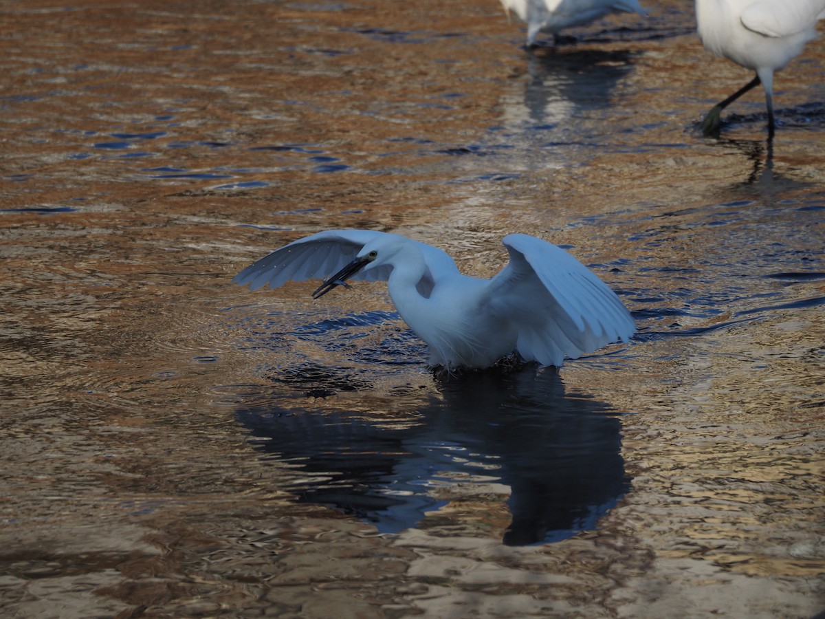 silkehegre - ML647752429