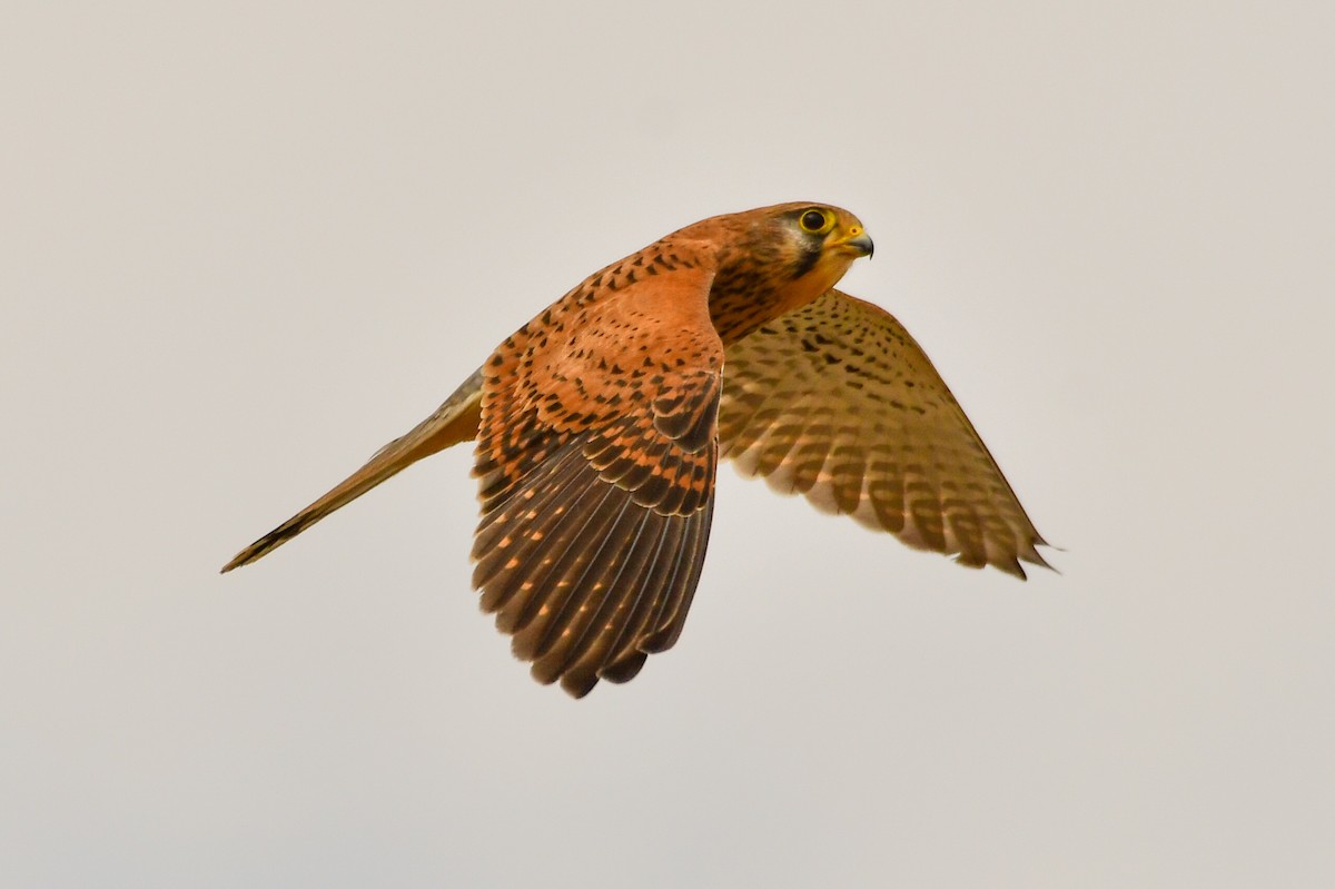 Eurasian Kestrel (Eurasian) - ML647752430