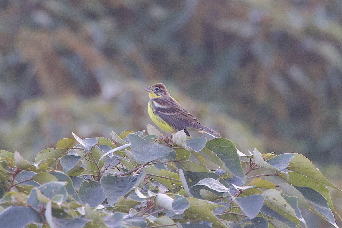 גיבתון צווארון - ML647752444