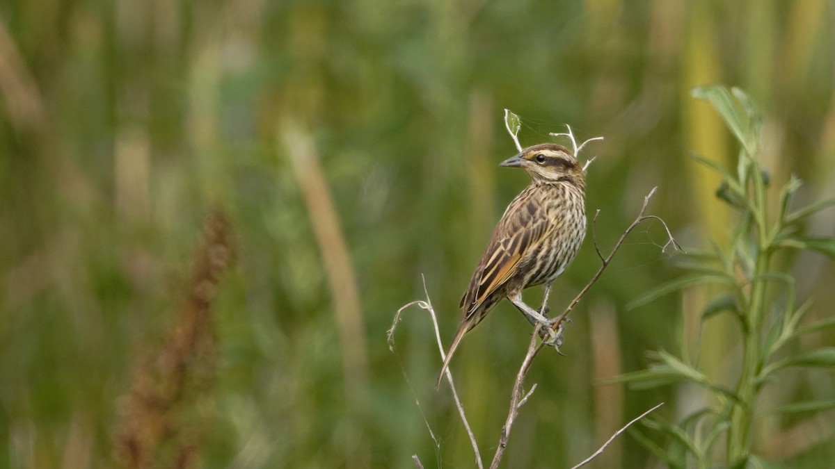 Yellow-winged Blackbird - ML647752450