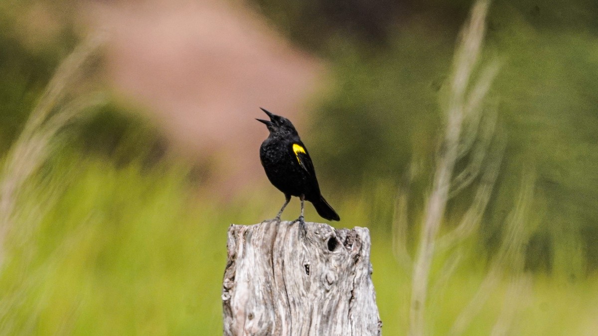 Yellow-winged Blackbird - ML647752451
