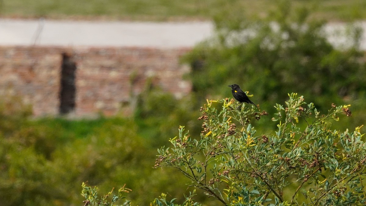Yellow-winged Blackbird - ML647752452