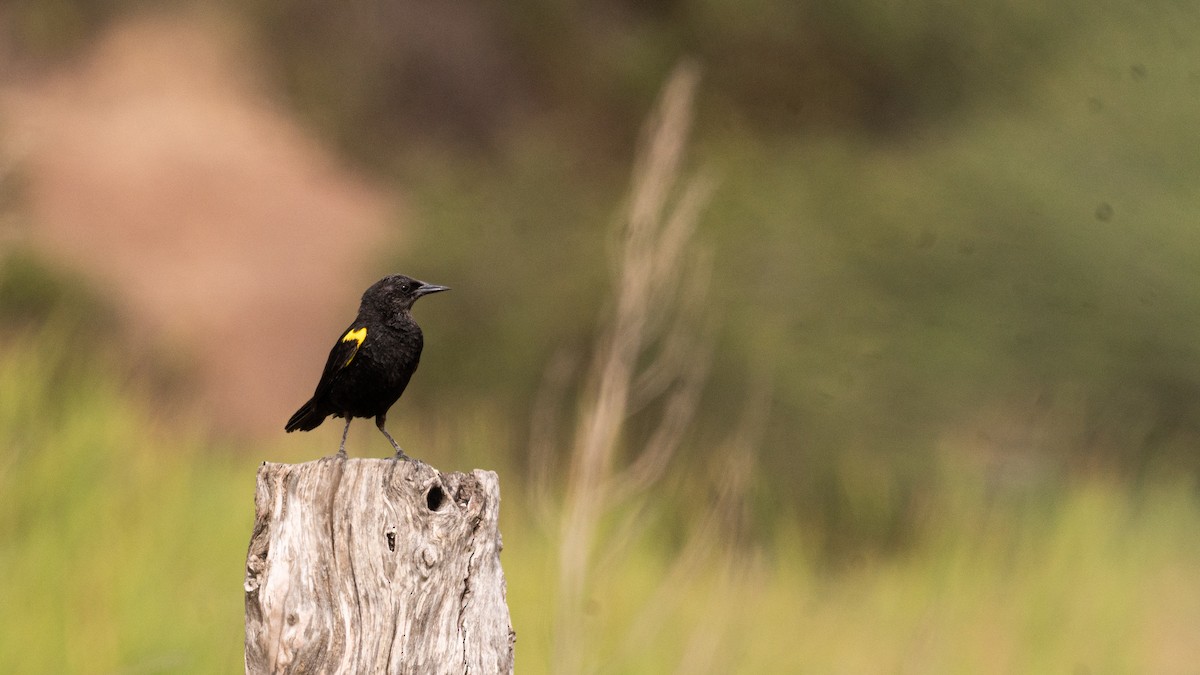 Yellow-winged Blackbird - ML647752453