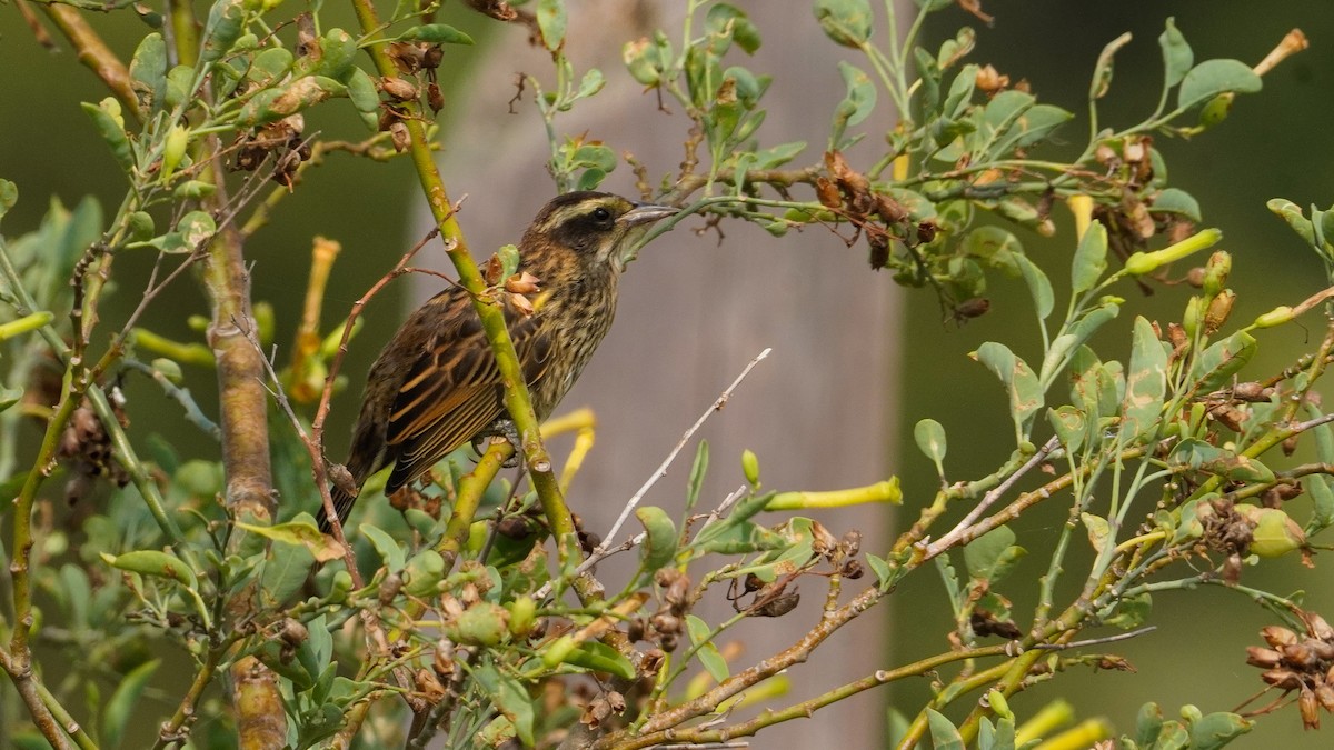 Yellow-winged Blackbird - ML647752454
