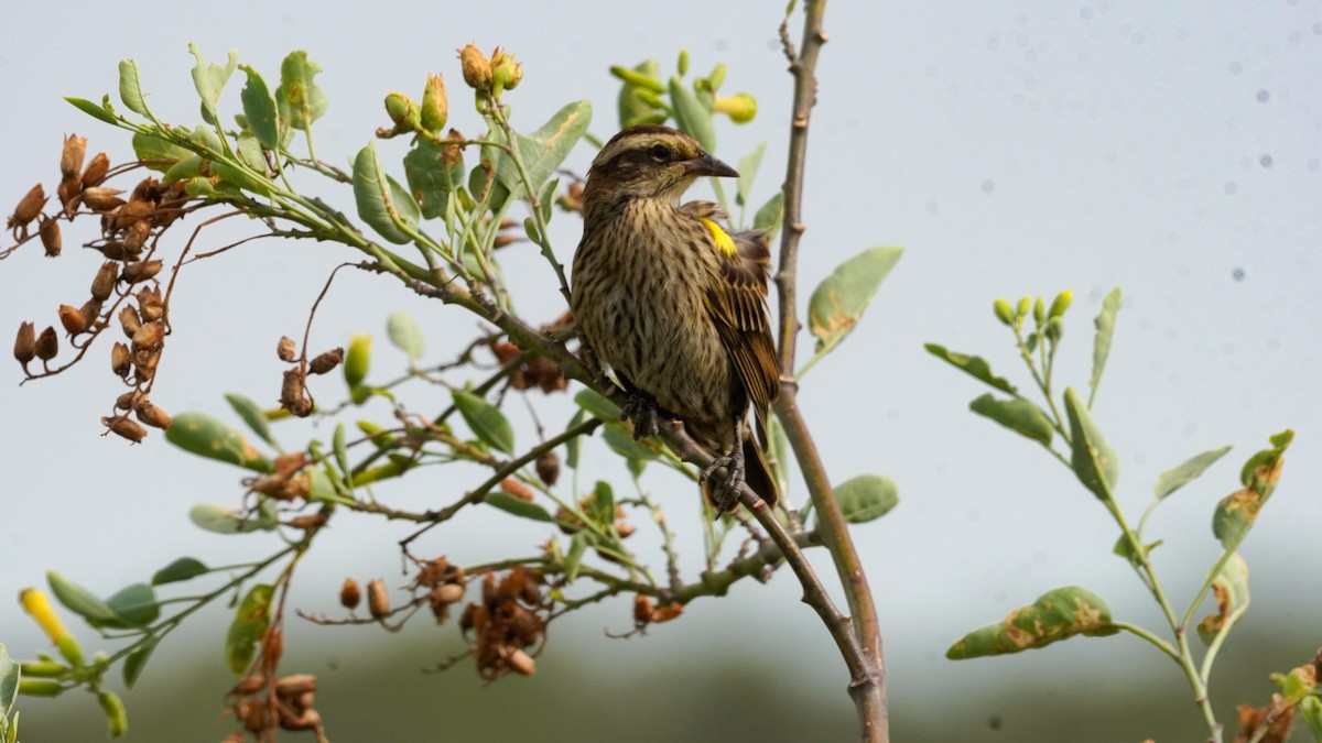Yellow-winged Blackbird - ML647752456