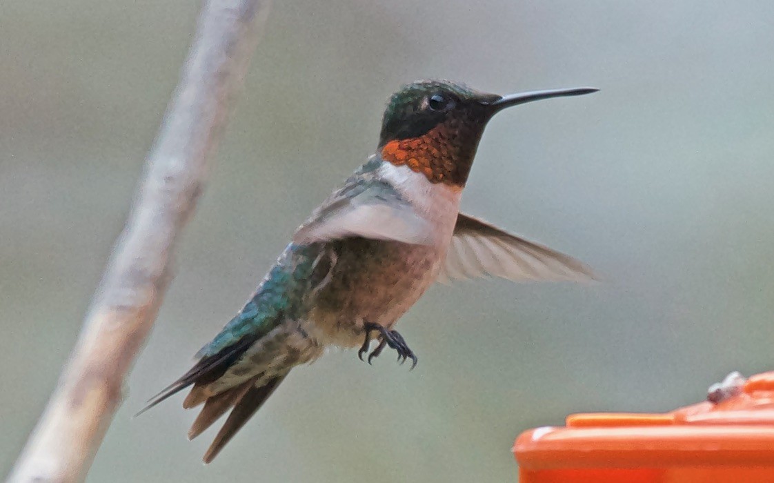 Ruby-throated Hummingbird - ML647752457