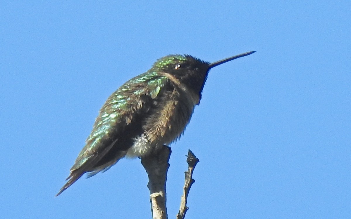 Ruby-throated Hummingbird - ML647752466