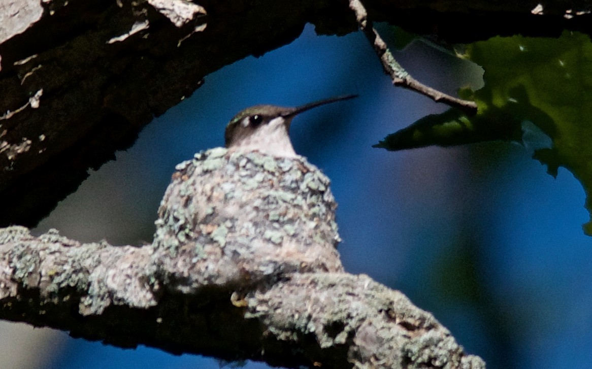 Ruby-throated Hummingbird - ML647752478