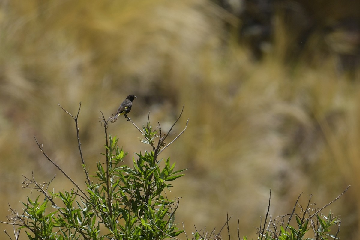 Black Siskin - ML647752498