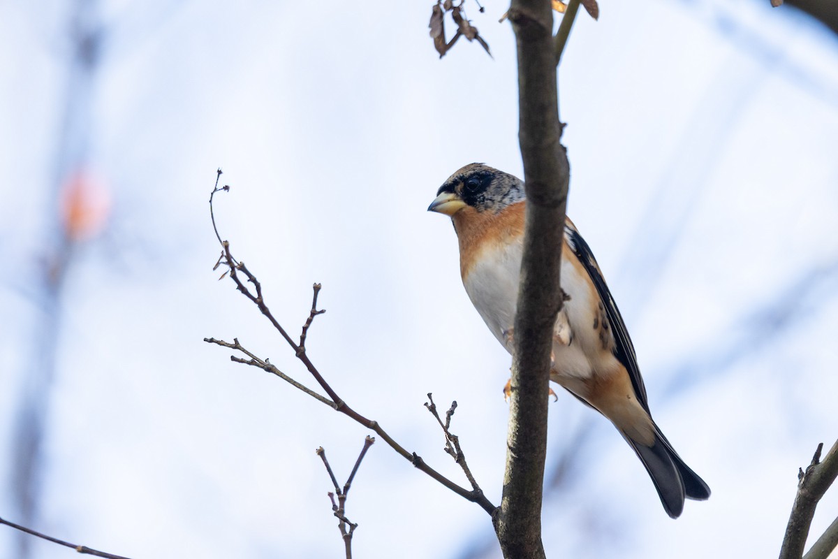 bjørkefink - ML647752502