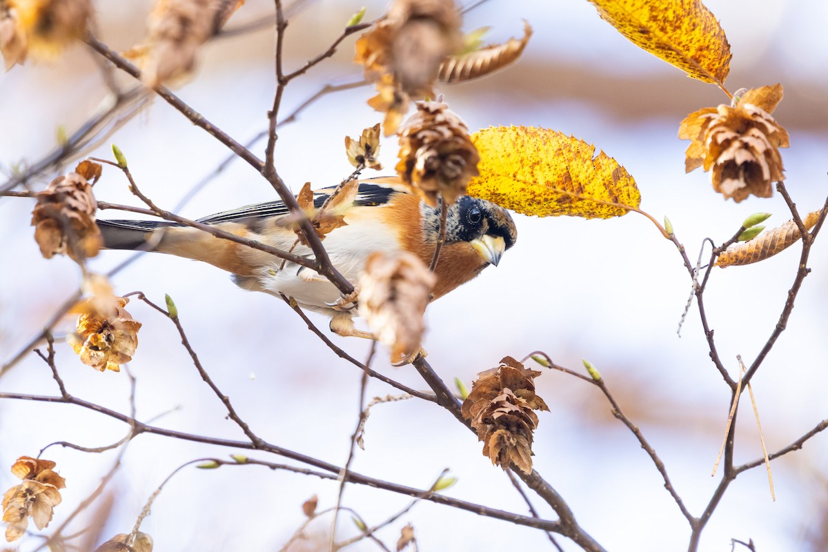 bjørkefink - ML647752503