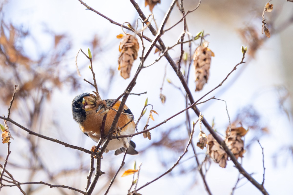 bjørkefink - ML647752504