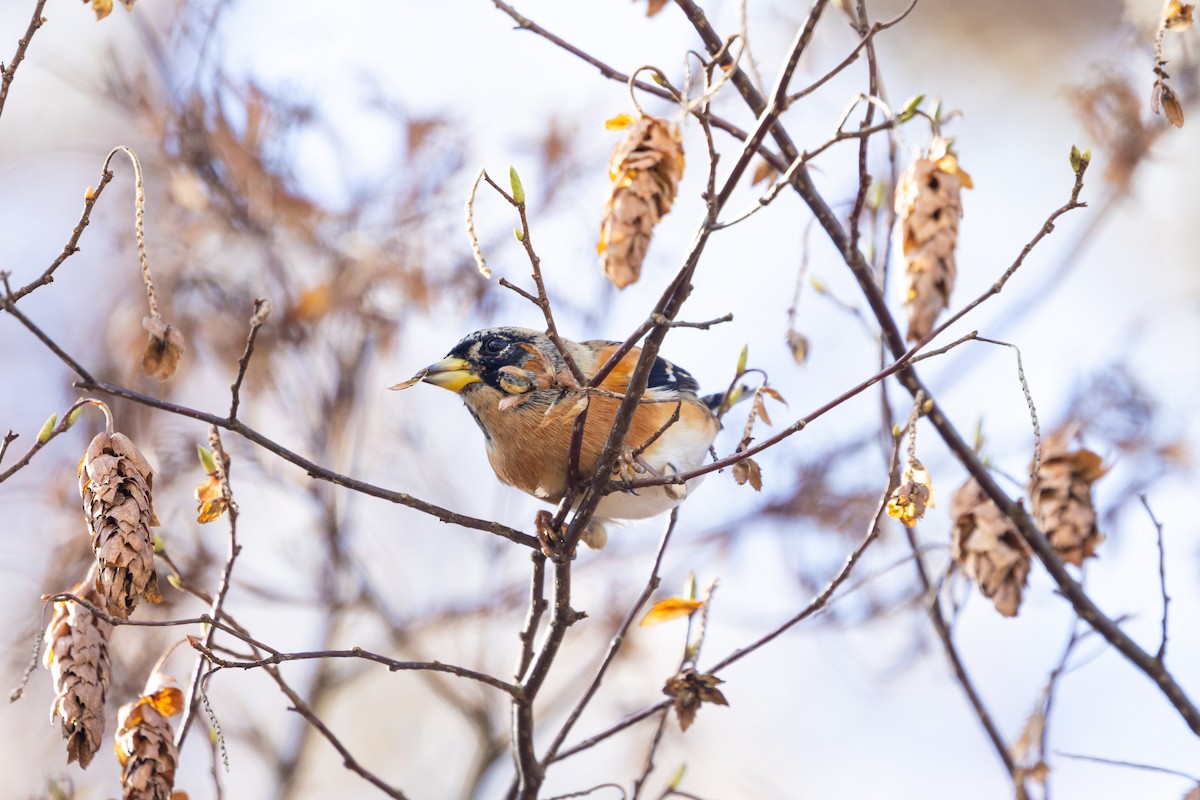 bjørkefink - ML647752505