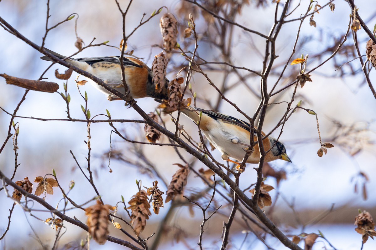 bjørkefink - ML647752506