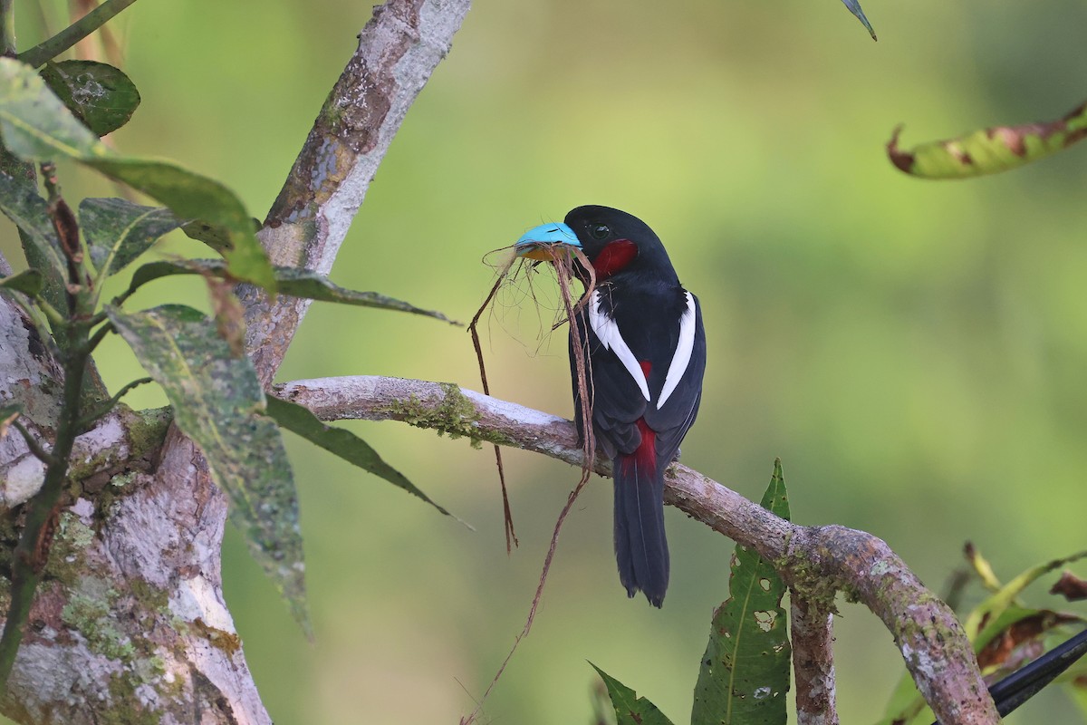 Black-and-red Broadbill - ML647752507