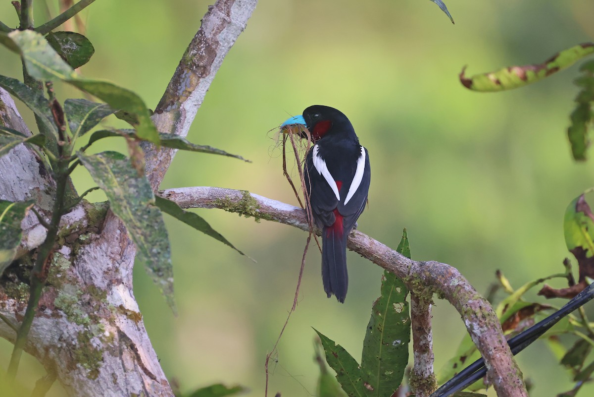 Black-and-red Broadbill - ML647752508