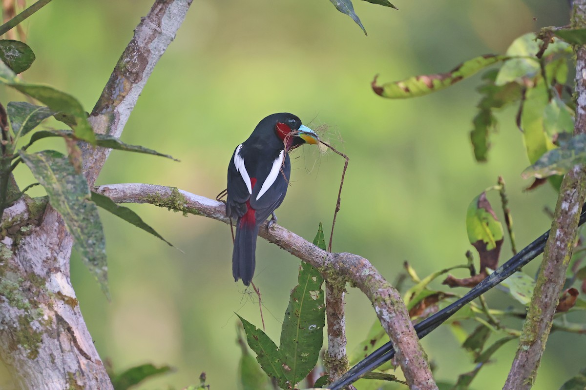 Black-and-red Broadbill - ML647752509