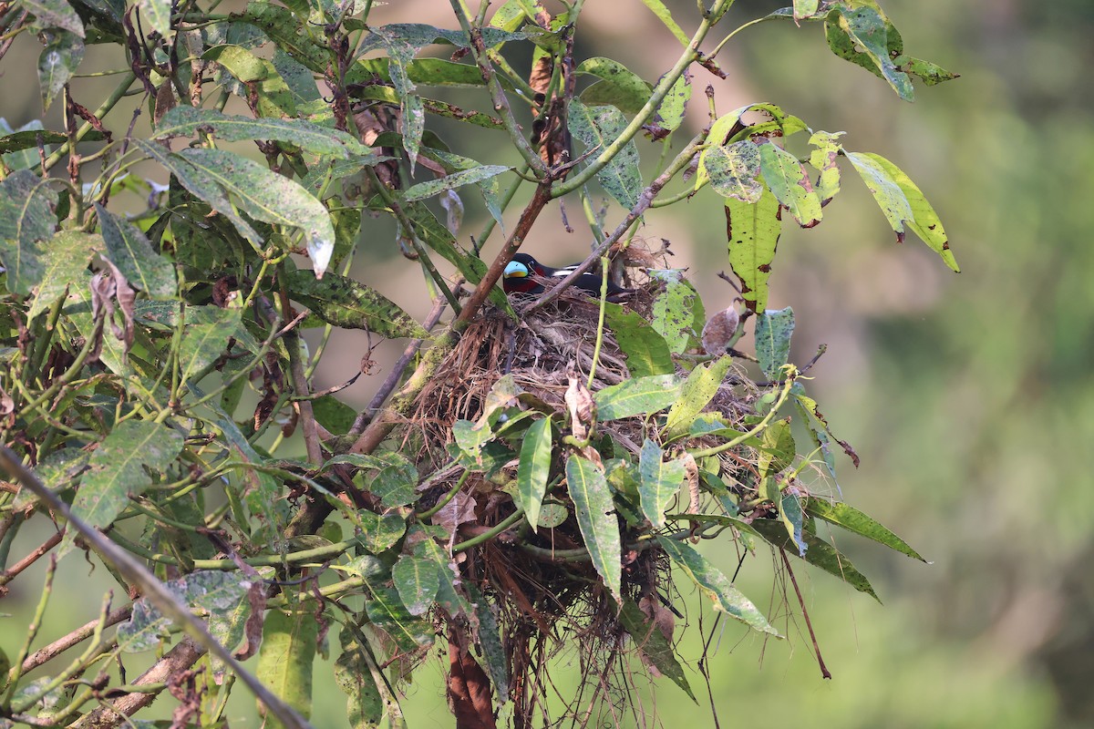 Black-and-red Broadbill - ML647752510