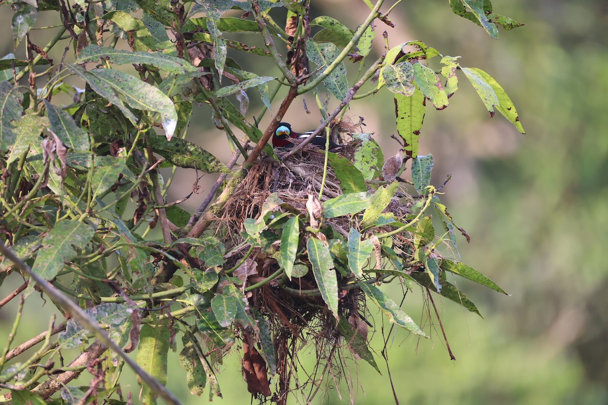 Black-and-red Broadbill - ML647752511