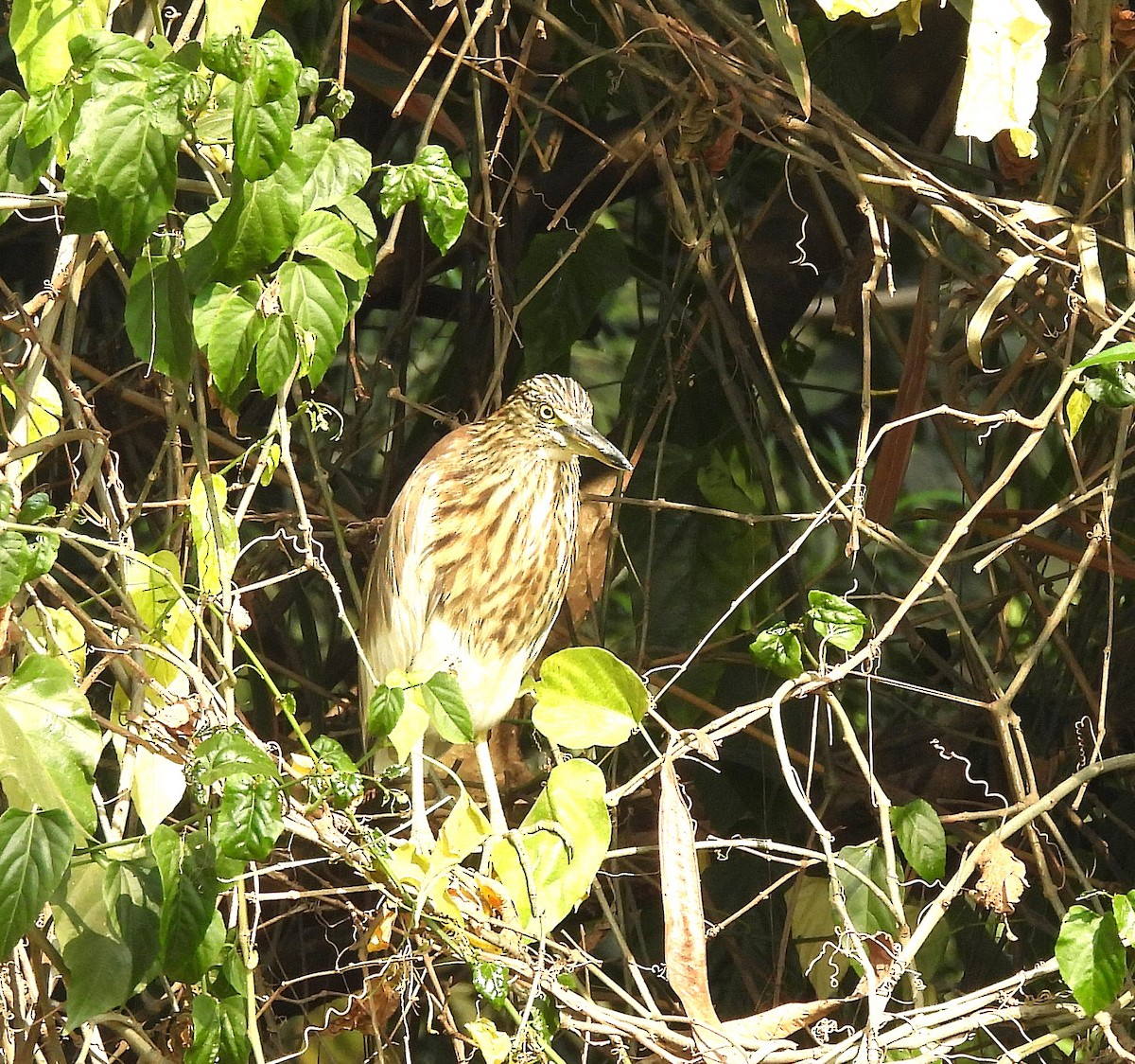 Indian Pond-Heron - ML647752519