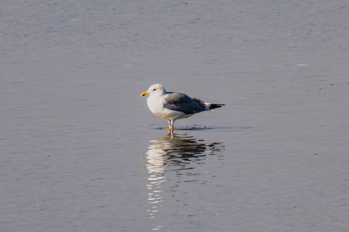 Lesser Black-backed Gull - ML647752520