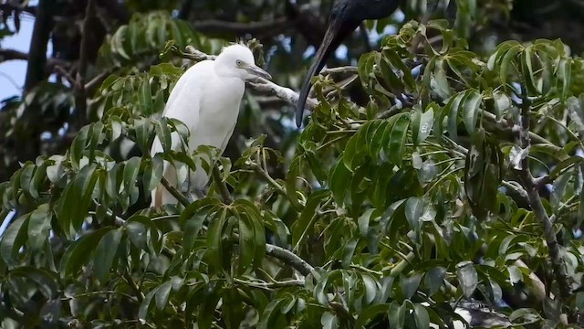 African Sacred Ibis - ML647752524