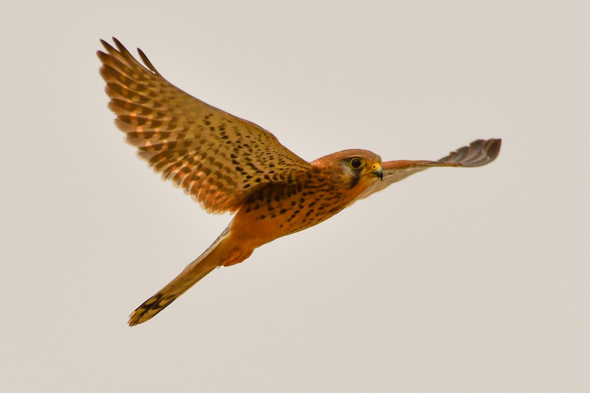 Eurasian Kestrel (Eurasian) - ML647752533