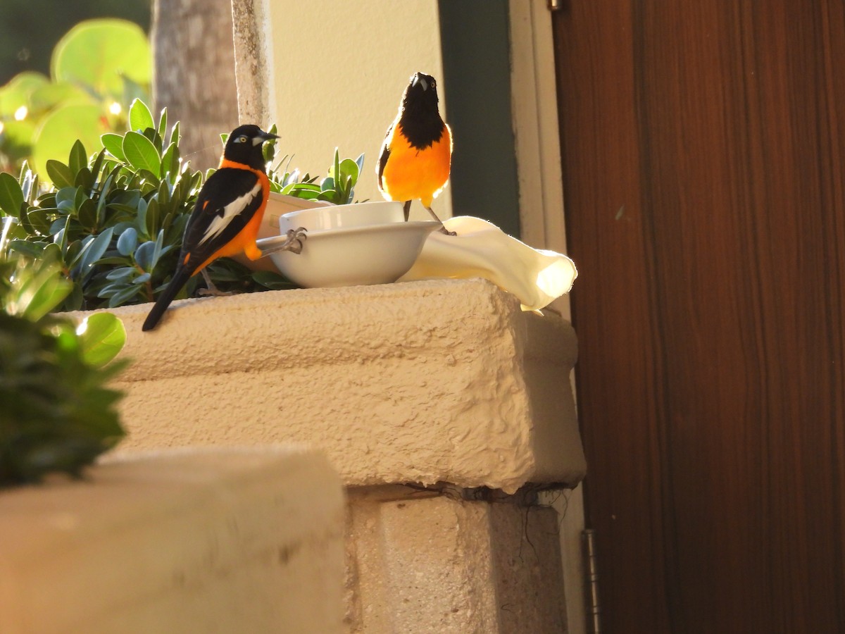 Venezuelan Troupial - ML647752537